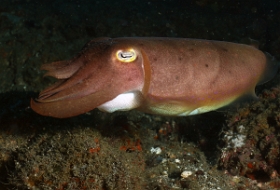Bali 2016 - Broadclub cuttlefish - Seiche - Sepia latimanus - IMG_6110_rc